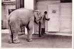 Animaux - Elephant Au Domene - Elefantes