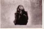 Animaux - Singe Avec Une Expression Humaine - Scimmie