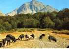 CPSM. COL VIZZAVONA. LE MONTE D'ORO. PORCS CORSES SEMI SAUVAGE CROISES SANGLIERS. DATEE 1987. - Pigs