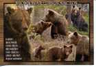 Brown Bear - Ours