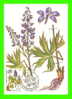 CARTES MAXIMUM - FLEURS, ARBRES, PLANTES - RUSSIE - CCCP - 1985 - - Maximum Cards