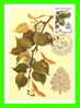 CARTES MAXIMUM - FLEURS, ARBRES, PLANTES - RUSSIE - CCCP - 1980 - - Maximumkarten