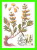 CARTES MAXIMUM - FLEURS, ARBRES, PLANTES - RUSSIE - CCCP - 1985 - - Maximumkarten