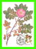 CARTES MAXIMUM - FLEURS, ARBRES, PLANTES - RUSSIE - CCCP - 1985 - - Cartes Maximum