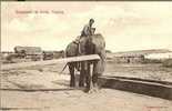 ELEPHANTS AT WORK/ CEYLON - Éléphants