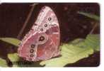 BUTTERFLY  ( Venezuela ) * Papillon Butterflies Schmetterling Papillons Mariposa Farfalla Animal Animals Insect Insectes - Butterflies