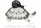 Tortue Et Escargot - Et L'homme Créa Le Building - Desmaison - Schildpadden