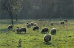 Carte Postale 08. Condé-sur-Escaut  Moutons En Plaine De La Scarpe Trés Beau Plan - Conde Sur Escaut