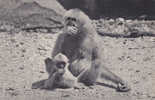 GIBBON Et Son Petit  ( Bois De Vincennes ) Comité National De L' Enfance - Affen