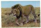 Faune Africaine Lion CPSM Non Circulé TBE - Leeuwen