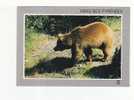 OURS DES PYRENEES -  N°  LM 1353 - Bears