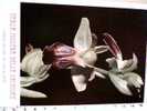 ROMA 3 MOSTRA DELLE ORCHIDEE  N1984   CE7801 - Foires