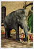 Cpsm ELEPHANT Et Son Tabouret - Elefanti