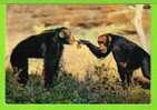 SINGES CHIMPANZES  - Carte Vierge - Singes