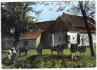 Carte Postale 80.  Saint-Riquier  Drugy  Prison De Jeanne D'Arc  Vaches En Pâturage Trés Beau Plan - Saint Riquier