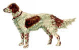 DECOUPI ANCIEN CHIEN - SETTER ANGLAIS - Tiere