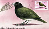1621 - St. Kitts 1981 -  Carte Maximum , Oiseaux - St.Kitts Y Nevis ( 1983-...)