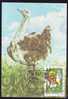 Romania WWF Oiseau Dropia OTIS TARDA,carte Maximum 1995 WWF,Dropia Bird OTIS TARDA Maxicard. - Galline & Gallinaceo