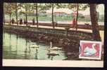 Roumania, Carte Maximum 1974 Cygne Olor - Mute Swan Maximum Card From Romania. - Cisnes