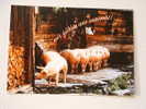 Pigs   VF  D61477 - Pigs