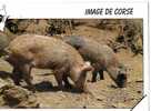 CPM          COCHON            IMAGES DE LA CORSE - Cochons