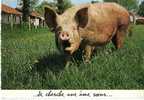 CPM          COCHON           JE CHERCHE UNE AME SOEUR - Pigs