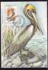MAXI CARD  BIRDS,PELICANS  1985,cancell FDC,Centenar AUDUBON,Romania. - Pelícanos