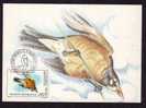 Maximum Card,"Turdas Migratorius",Maxicard BIRD AUDUBON 1985, Nice, ROMANIA. - Spatzen