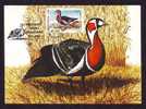 Maximum Card,"Branta Ruficollis",Maxicard BIRD Gasca Cu Catul Rosu 1990, Nice, ROMANIA. - Oies