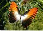 CPSM. PAPILLON DES TROPIQUES. TROPICAL BUTTERFLY. MORPHO HECUBA. - Butterflies