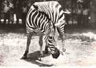 CPSM.  ZEBRE. AU DOS PUB TRANSFUSINE...DATEE 1959. DENTELLEE. - Zebra's