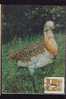 Romania WWF Oiseau Dropia OTIS TARDA,carte Maximum 1987 WWF,Dropia Bird OTIS TARDA Maxicard. - Gallinacées & Faisans