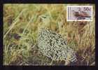 Maximum Card,"Pterocles Gutturalis",Maxicard BIRD Sandgrouse 1990, Nice,Bophuthatswana. - Hoendervogels & Fazanten