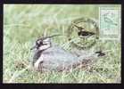 Maximum Card,"Vanellus Vanellus",Maxicard BIRD Nagat 1991, Nice,Romania. - Mouettes