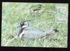 Maximum Card,"Vanellus Vanellus",Maxicard BIRD Nagat 1991, Nice,Romania. - Seagulls