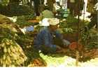 CPSM. MAROC TYPIQUE. SOUK. VENDEURS DE LEGUMES. DATEE 1997. - Mercati