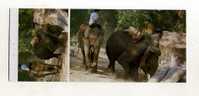 - THAÏLANDE . ELEPHANTS AT WORK - Elefanti