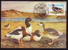 Maximum Card,"Branta Ruficollis",Maxicard BIRD Gasca Cu Obrazul Rosu 1995, Nice, ROMANIA. - Gansos