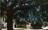 01 PEROUGES L'arbre De La Liberte Tilleul Plante En 1792 - Pérouges