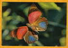 PAPILLON DES TROPIQUES - TROPICAL BUTTERFLY - Agrias Sardanapolus - Circulée En 1967 En R.C.A. - Mariposas