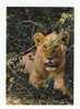 FAUNE AFRICAINE -   LION  -  N°    4299 - Lions