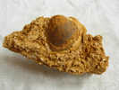 BIVALVE  TRANSFORME EN CALCITE DANS CALCAIRE COQUILLER 11 X 5 CM VILLENEUVE M. - Fossils