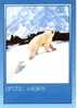 OURS Blanc Et Ourson Weiss Bärr White Bear Card From Norway - Bears