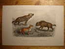 L´ HYENE RAYEE - LE CHACAL - L´ HYENE TACHETEE - ANCIENNE GRAVURE ACIER De 1885 - HYENA PRINT - GOBIN PASQUIEN - Non Classés