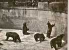 PHOTO DE BERNE LA FOSSE AU OURS - Bears