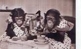 A Singes Superb Monkey Drinking Tea !! PPC Perfect Shape Not Used Scene Brooke Bond  TV Tea Party - Monos