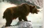 CARTE POSTALE D UN OURS DES PYRENEES - Bären