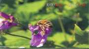 Honeybee Insect Flower ,     Prepaid Card , Postal Stationery - Honingbijen