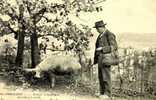 CPA En Périgord Cochon Truffe - Varkens