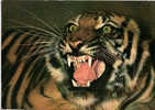 CP Parc Zoologique Et Ménageries Muséum Paris Histoire Naturelle Tigre Panthera Tigris Asie 75 Paris - Leeuwen